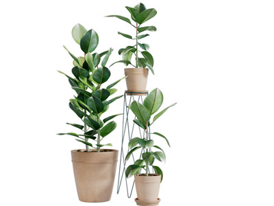 陶泥花盆盆栽植物3d模型 陶泥花盆盆栽植物