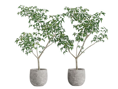 水泥花盆盆栽植物3d模型 水泥花盆盆栽植物