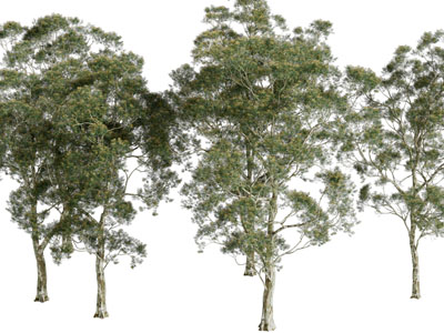 长满绿色树叶的道旁树木3d模型 长满绿色树叶的道旁树木