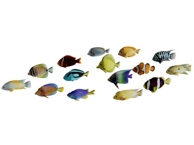 色彩艳丽的热带鱼群水族生物