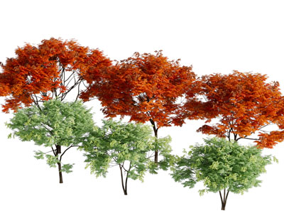 长着红色绿色树叶的景观树木3d模型 长着红色绿色树叶的景观树木