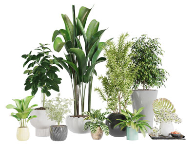 现代陶瓷花盆盆栽植物3d模型 现代陶瓷花盆盆栽植物