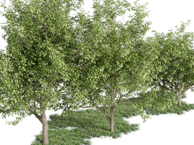 绿意葱葱长在草坪上的大树3d模型 绿意葱葱长在草坪上的大树