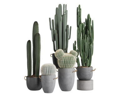 现代水泥质感花盆仙人柱多肉盆栽植物3d模型 现代水泥质感花盆仙人柱多肉盆栽植物