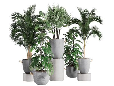 现代质感花盆凤尾竹盆栽植物3d模型 现代质感花盆凤尾竹盆栽植物