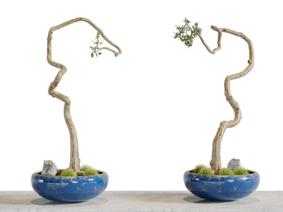 中式花盆干枝盆景盆栽