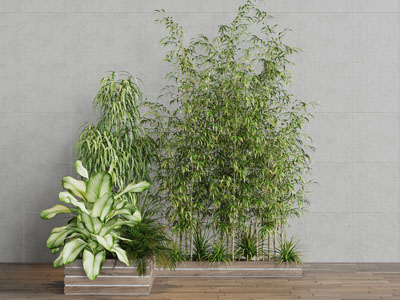 实木花盆里的竹子