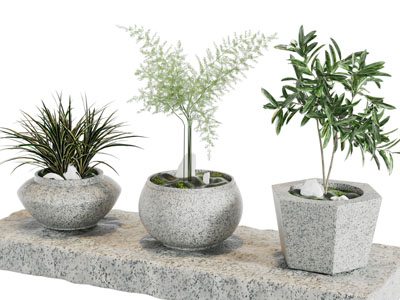 大理石花盆盆栽植物