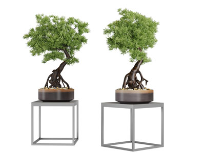 新中式松树盆景盆栽