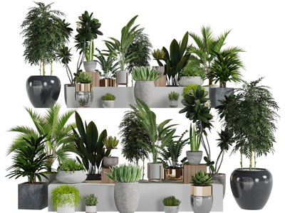 现代绿色植物盆栽