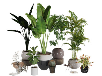 现代大叶盆栽植物