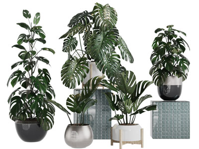 现代龟背竹盆栽植物