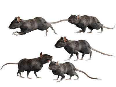 一只奔跑的老鼠爬行动物