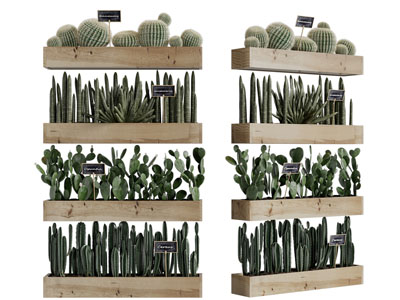 现代仙人掌多肉植物盆栽