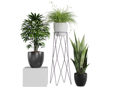 现代黑色花盆盆栽植物