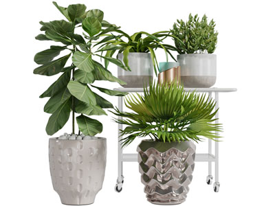 现代陶瓷花盆盆栽植物