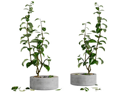 水泥花盆盆栽植物