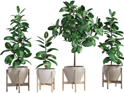 实木花架上的盆栽绿色植物