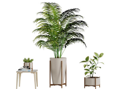 现代凤尾竹盆栽植物