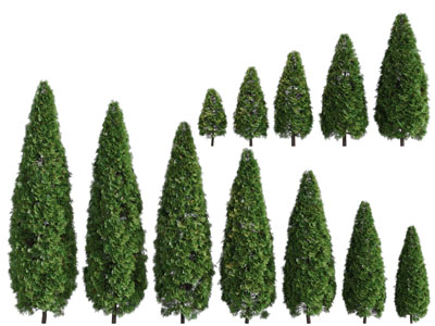 高低不同的松树