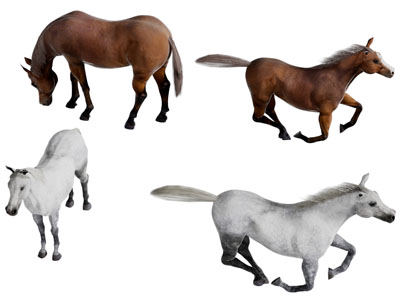 一匹奔跑的马爬行动物