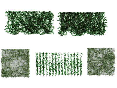 藤蔓爬藤植物墙