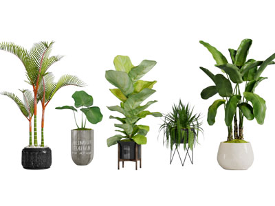 现代大叶植物盆栽