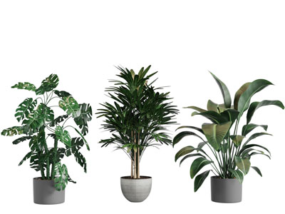 现代水泥花盆盆栽植物