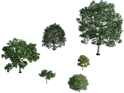 高低不等的景观树木