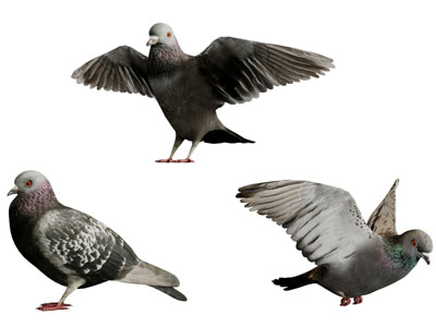 飞翔的鸽子飞行动物3d模型 飞翔的鸽子飞行动物