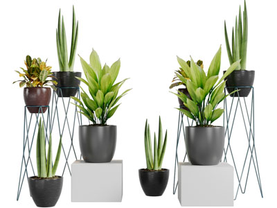 现代植物盆景盆栽