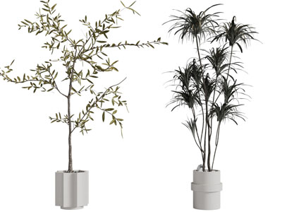 现代凤尾竹植物盆栽