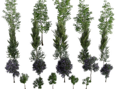 不同种类的景观树木