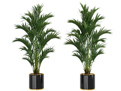 黑色花盆凤尾竹植物盆栽