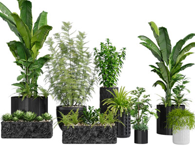 现代绿色植物盆栽