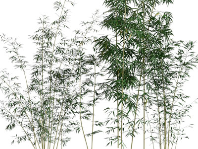 现代竹子