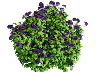 现代开满紫色花朵的灌木丛