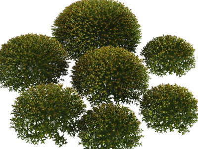 景观花草灌木绿植