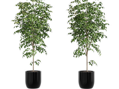 现代黑色花盆植物盆栽