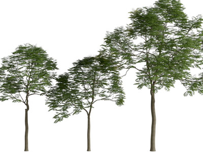 现代高耸的大树