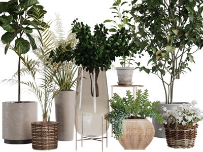 现代花盆植物盆栽