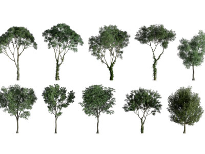 长满绿色树叶的小树