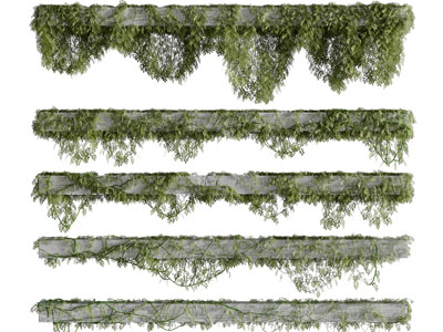 长在石柱上的藤蔓植物