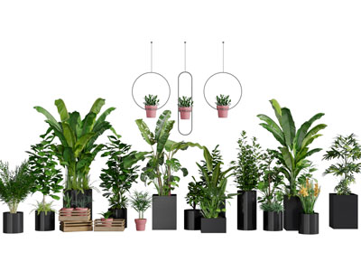 现代黑色花盆植物盆栽