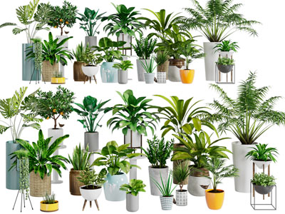 现代花艺植物盆栽