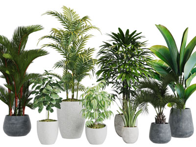 现代花盆芭蕉树植物盆栽