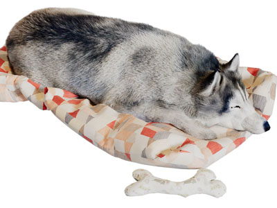 睡觉的狗爬行动物