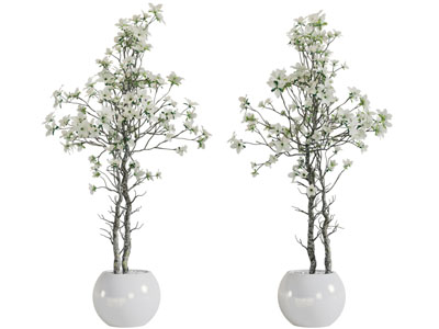 现代白色陶瓷花盆盆栽植物