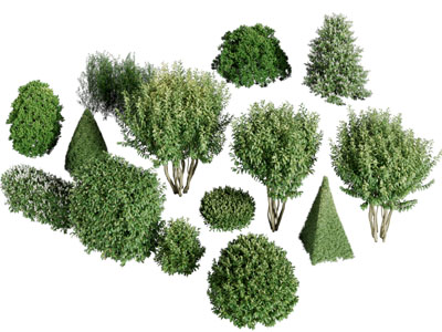 景观灌木绿植丛