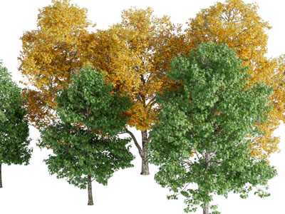 开满绿色黄色树叶的大树